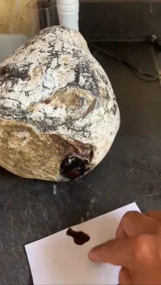 Compro Ambar Gris O Vomito De Ballena