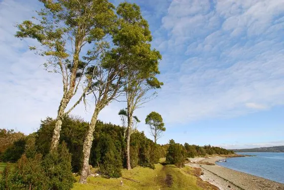 Agricola Quellon/isla Cailin