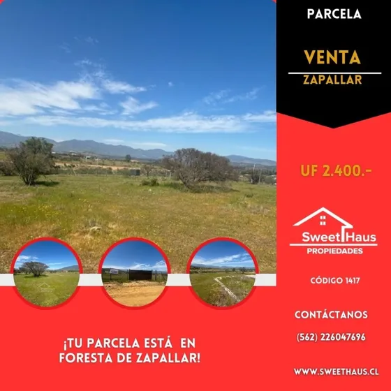 Foresta De Zapallar - Catapilco