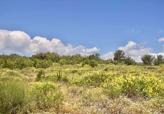 Sitio En Venta En Pelluhue
