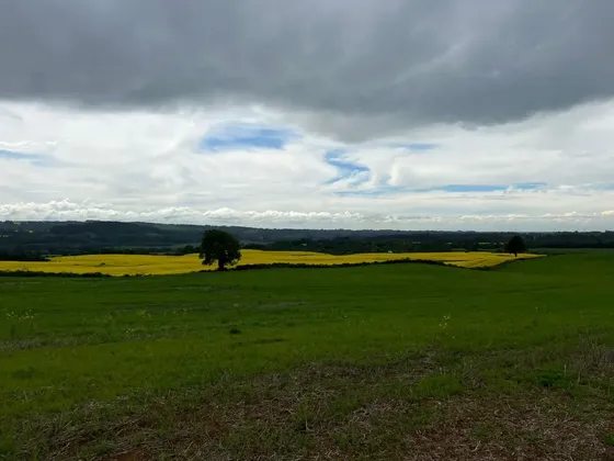Bellas Parcelas 10 Minutos Osorno Luz Agua Rol 5.000 M2