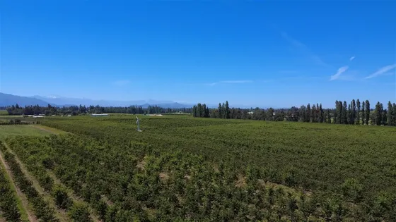 Agrícola En Venta En Molina Cerezos