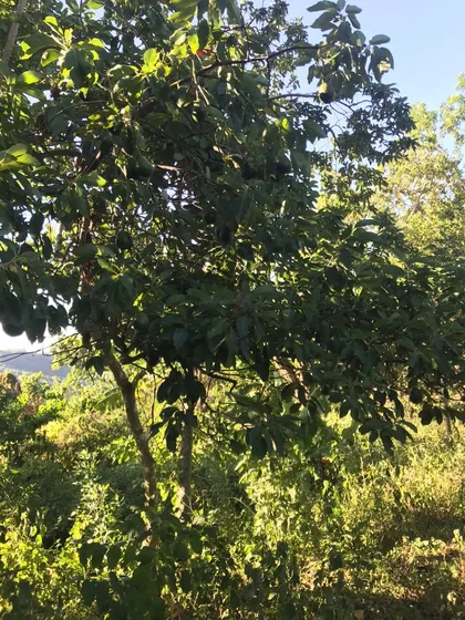 Te Vendo Finca En Altamira / Puerto Plata Rd 