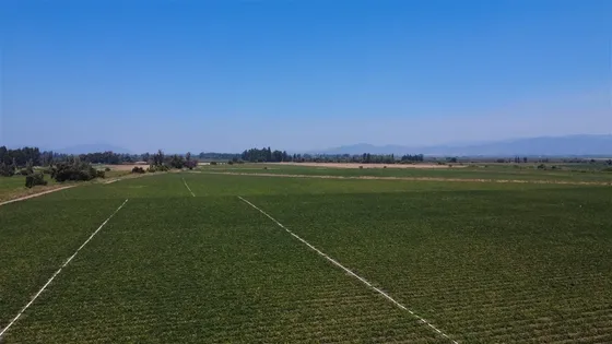 Agrícola En Venta En Peralillo 59 Ha