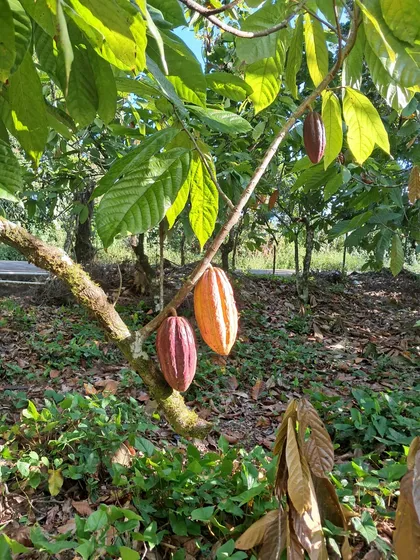 Finca De Cacao En San Francisco De Macorís