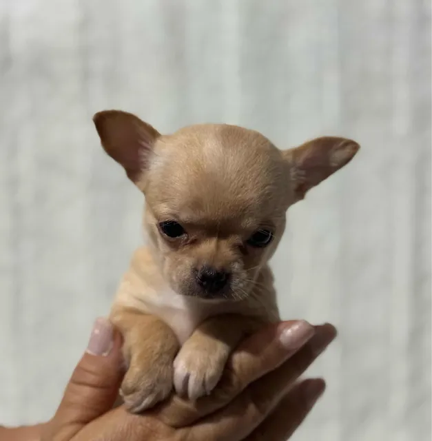Chihuahuas Hembras Y Macho