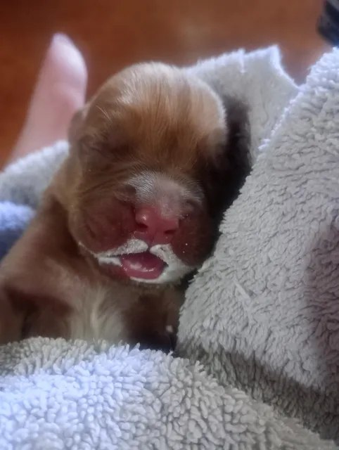 Venta De Cachorros Dogo De Burdeo