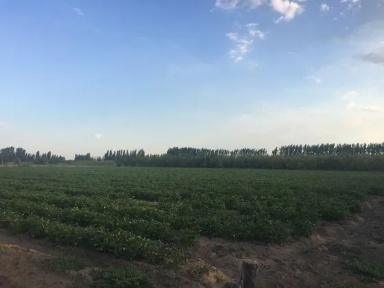 Venta De Finca, General Alvear, Mendoza.