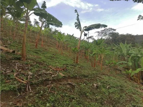 Venta Finca Productiva Vereda El Cinabrio - 31.5 Cuadras