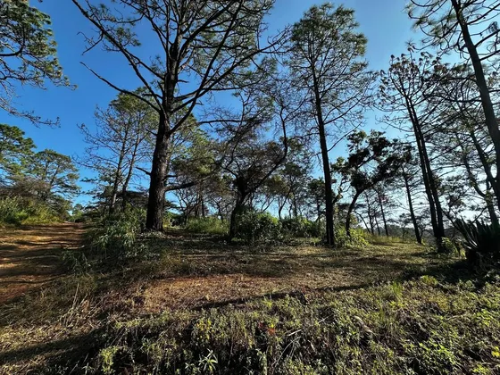 Terrenos En Venta En El Bosque Cercano A Tapalpa, Sayula Y San Gabriel