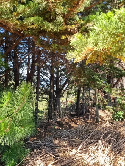 Terreno Plano Ubicado En Coliumo A Pasos De Casa Poli
