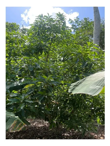 El Terreno Esta Sembrado De Platanos Y Frutales Por Las Orillas: Mangos, Aguacates, Lechosas, Entre Otros