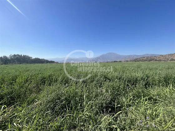 Agrícola En Venta En Curacaví