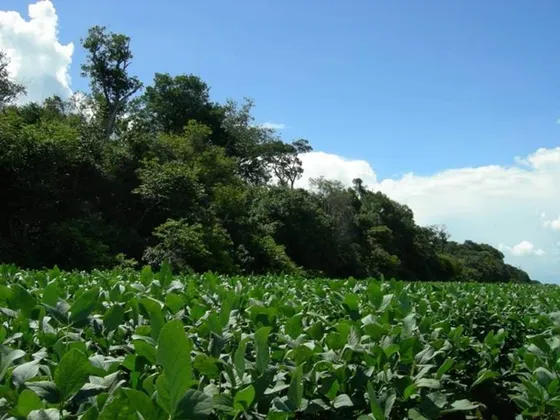 Sitio / Fazenda Próximo Tapurah 