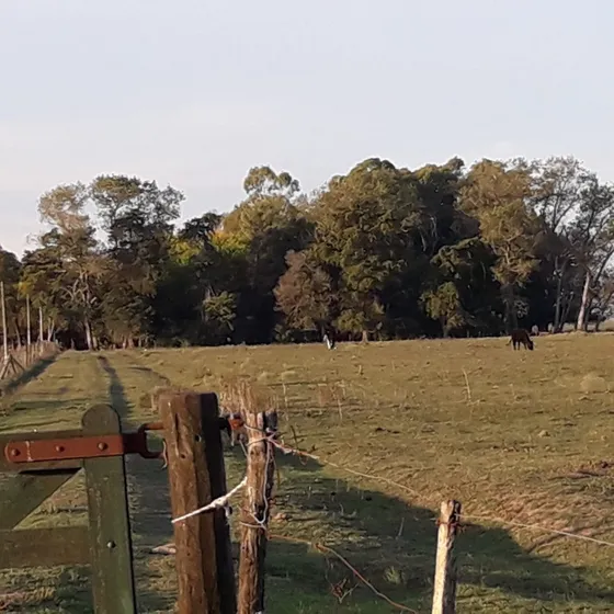 Chacras Campo 32 Hectareas  Venta Punta Indio Alvarez Jonte Veronica Victor Picech Propiedades