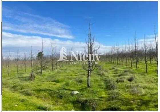 Agrícola En Venta En Chimbarongo