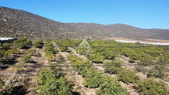 Venta Terreno En Bellavista, La Serena