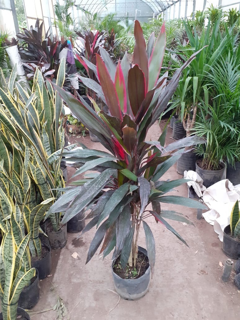 dracena