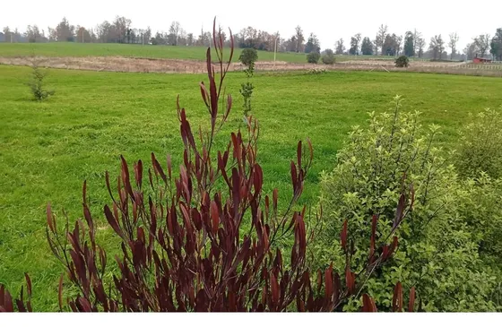 Parcela En Venta En Sector Chahuilco A 5 Min. De Río Negro