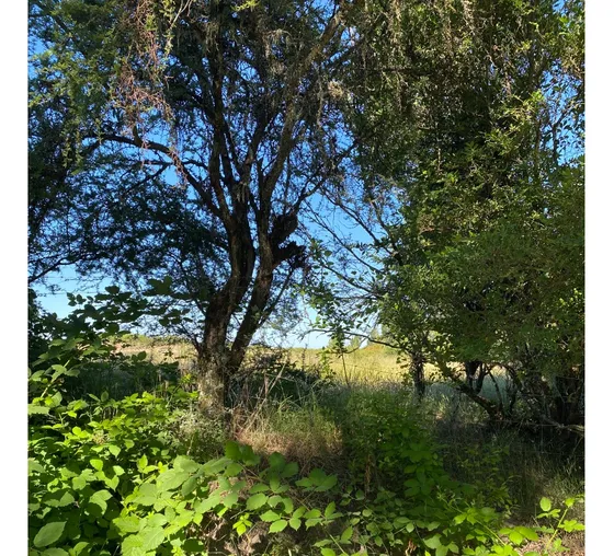 Venta De Parcelas En Parral , Región Del Maule .