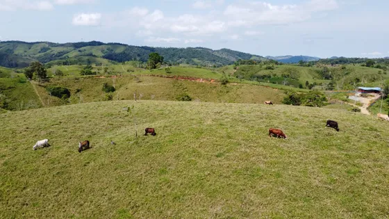 Se Vende Finca Ganadera En Maceo A 500 Mt De La Via Ppal - La Floresta