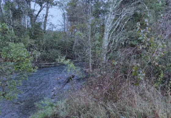 Venta De 7 Hás. Con Bosque Nativo