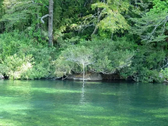 Forestal En Venta En Parral