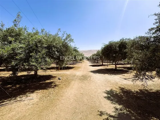 Terreno Agrícola 6,5 Ha. Con Proyección En Valle De Azapa