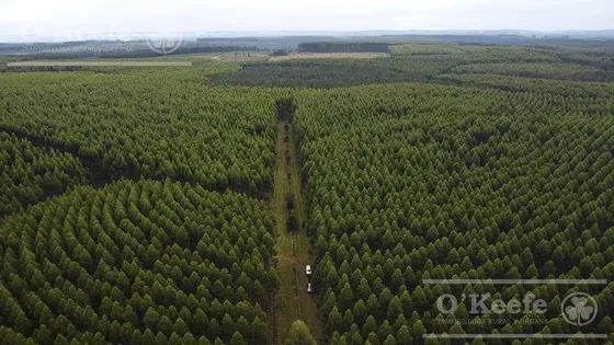 Campo En Venta De 1017 Has, Forestal Mixto 80 % Aprovechable,  Virasoro Corrientes