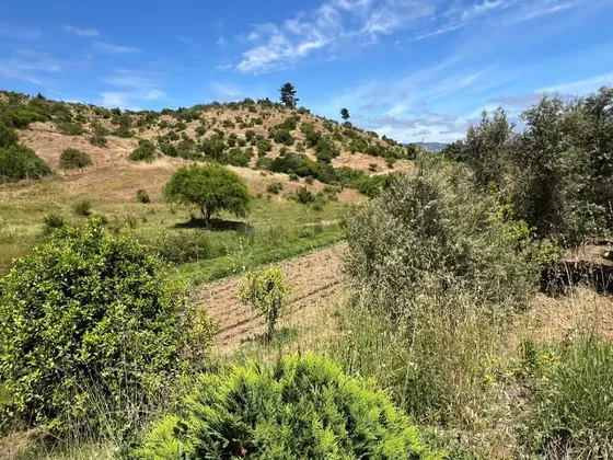 Campo Con 2 Casas En La Comuna De San Javier (120 Ha)