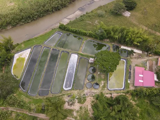 Se Vende Piscicola Y Laboratorio De Incubacion Para Un Millon De Larvas, La Virginia Risaralda