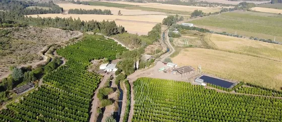 Campo Regado En Chépica 