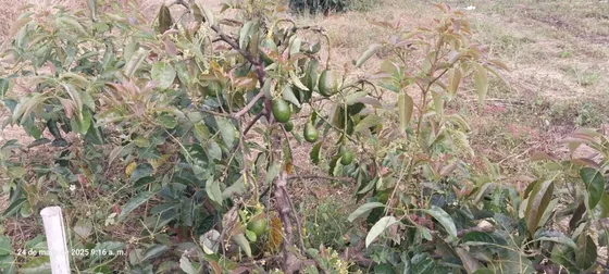 Terreno En Malcas, Condebamba
