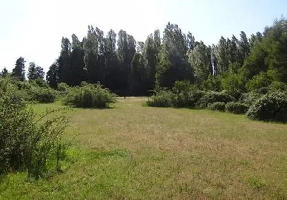 Sitio En Venta En Cabrero Bulnes Chamavida Yungay San Rosend