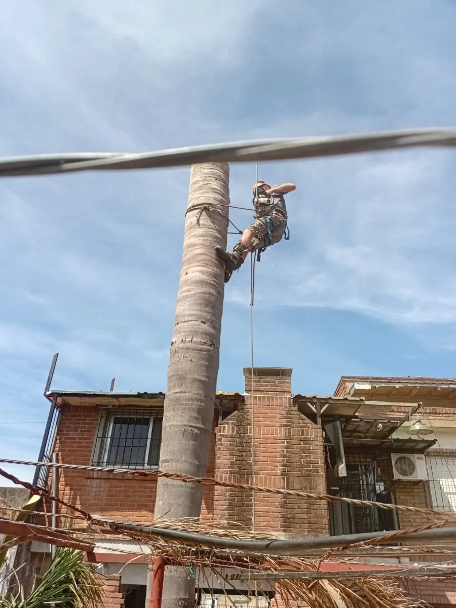 Podas De Árboles Mi Trabajo Verde 540962476052992006