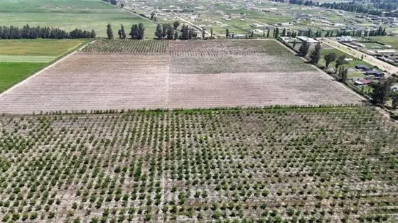 Agrícola En Venta En Padre Hurtado / La Esperanza