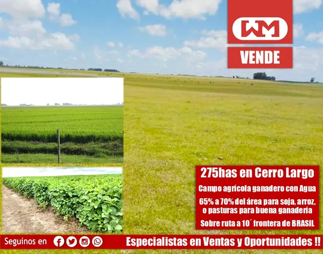 Venta Campo Cerro Largo 275has Agrícola Ganadero Con Represa 75% Para Agrícolas Arroz Soja O Mejoras A 10 Minutos De Brasil