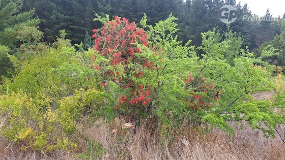 Parcela En Venta En Laja. Sector Rinconada. Ruta Q34.