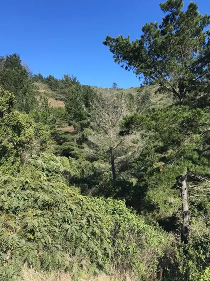 Excelente Parcela Curauma, En Verde