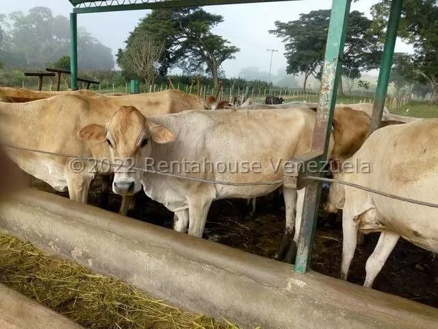  Finca Ganadera 267 Hectareas, Casa Principal De 550 Mts2 De Construcción Aproximados, 3 Depósitos De Maquinarias, Techos Nuevos, Ventanales Panoramicos Y Corredores.