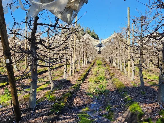 Agrícola En Venta En Villa Alegre