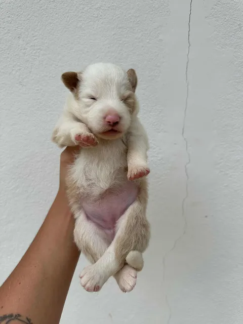 Border Collie Fêmea