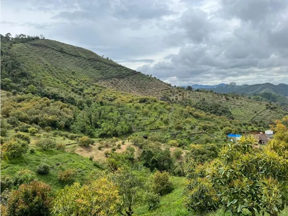 Vendo Finca Produciendo Aguacate, San Vicente Ferrer  20 Ha. Ch-mo