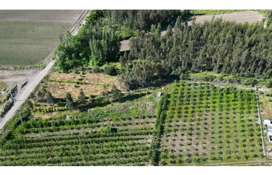Parcela De 1,5 Hec. Arboles Frutales