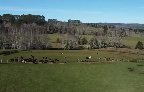 Agrícola En Venta En Purranque
