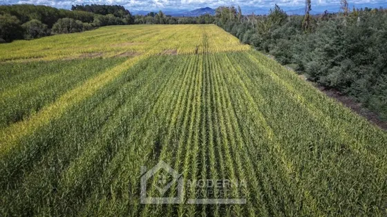 Agrícola En Arriendo En Pelarco