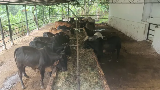 Nb Finca En Venta Ubicada En Santa Ana Municipio Córdoba 