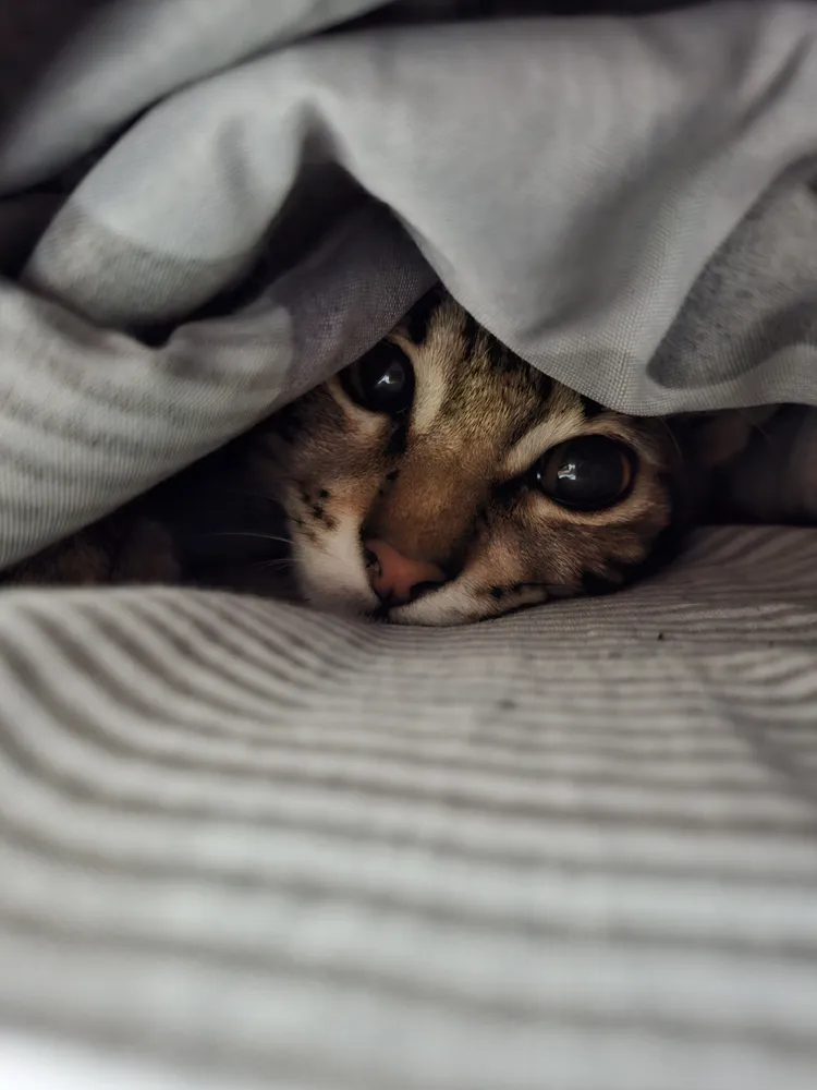 Foto real de um usuário do Galaxy A56 5G