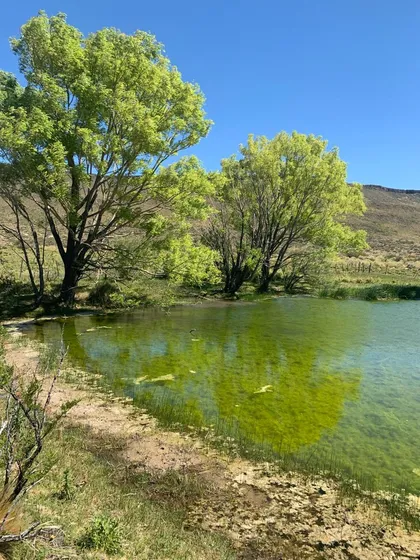 Estancia 7800 Ha - Zapala - Neuquen