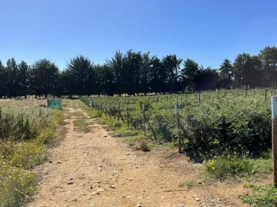 Venta De Campo Agrícola En Río Bueno Id 84.896-cam